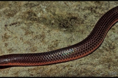Eastern Wormsnake