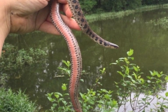 Kirtland’s Snake