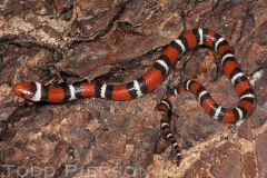 Scarlet Kingsnake Snake